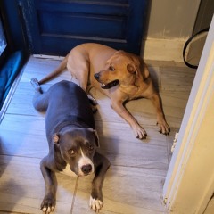 For the dogs, 8 August 2025