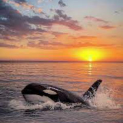 Whales at sunset (Edit)