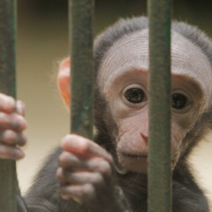 Caged In From The Toes Up