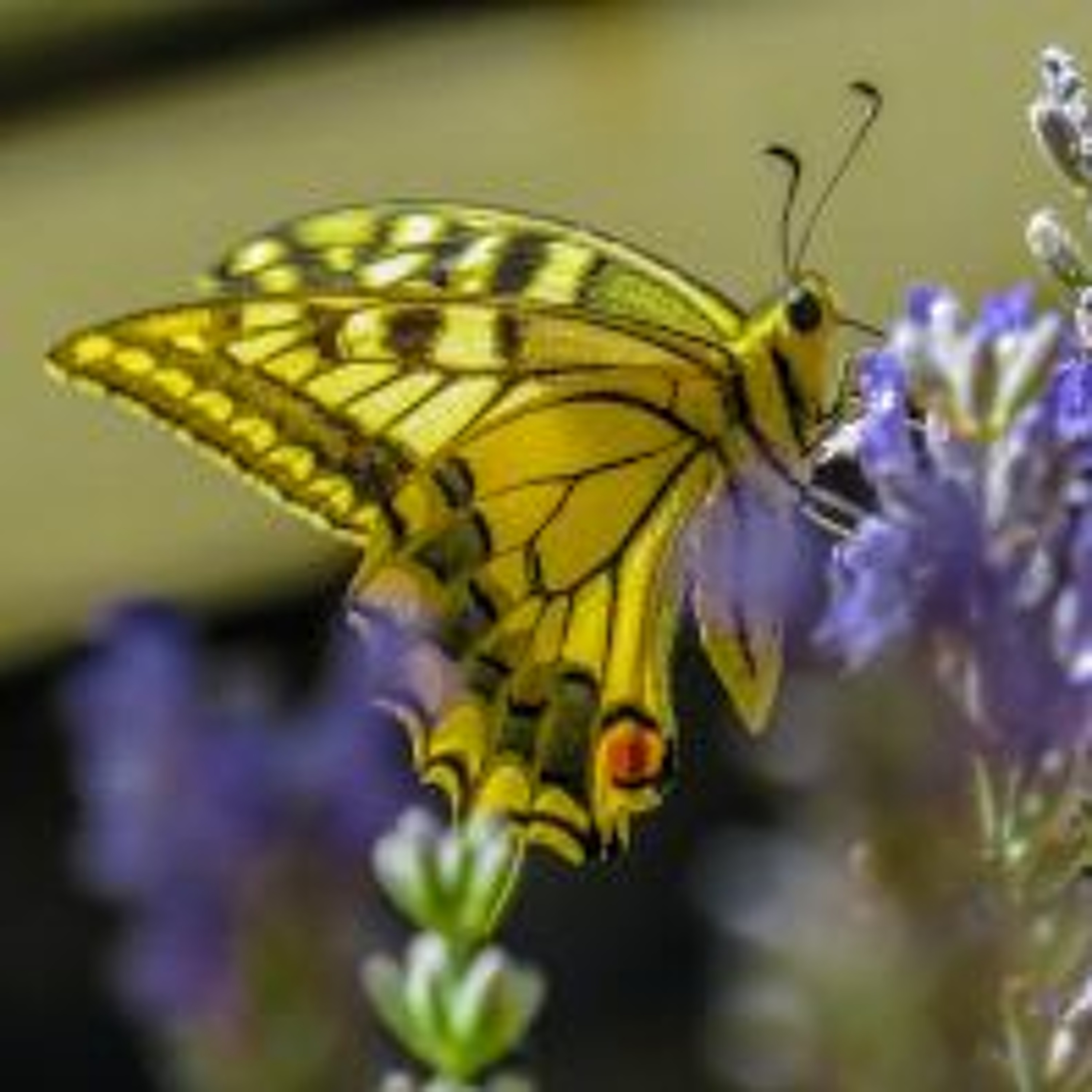 DNA Barcoding for Quick Species ID, Ubuntu and Unity for Healing, The Butterfly Effect and more episode artwork