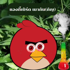AngryBird Mao Gun