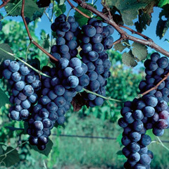 grape vine