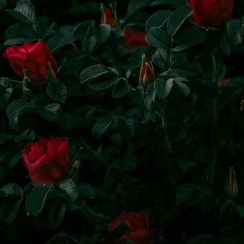 Exxto - Roses (Prod. Tsurreal x luvcrtny)