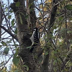 speed trials (elliot smith)