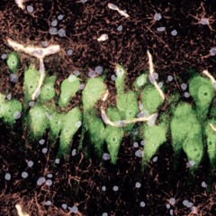 Markus Gibb - $hoot (Compilation)