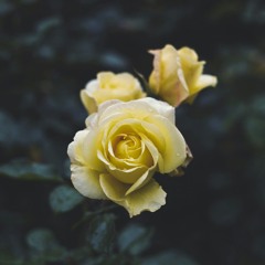 Flores Amarillas - Floricienta Cover