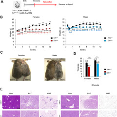 TRF1 Protein Loss Reduces Fat and Improves Metabolic Health in Mice Without Shortening Telomeres