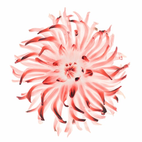 I Desire Climax Of Your Love! (Sir Muhammad Iqbal) - Badar Miandad Qawwal