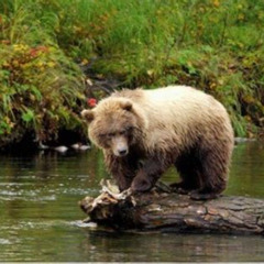 Review Special Price Icy Strait Small Group Shore Excursion: We'Re Going On A Bear Hunt!