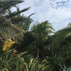 Tropical Suite (2020) for solo viola, i. Ocean's Consolation - Lim Kang Ning