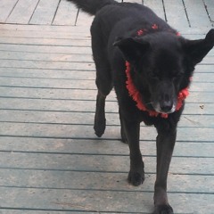 LANDR-The Death of Grace-Balanced-Medium(1).wav