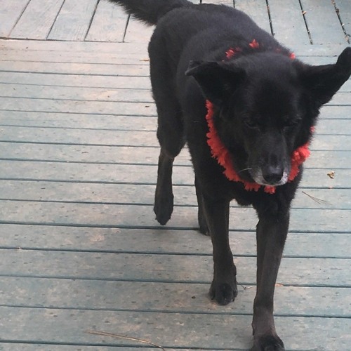 LANDR-The Death of Grace-Balanced-Medium(1).wav