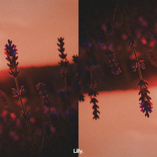 Lavender