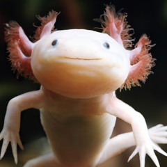 AXLOTL