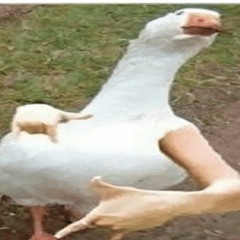 The Puss Goose (feat. GINGE) (prod. stardust)