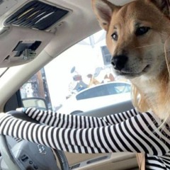 🌊 Drive MixSet 🐶