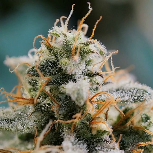 420 Filth (MIX) (2014)