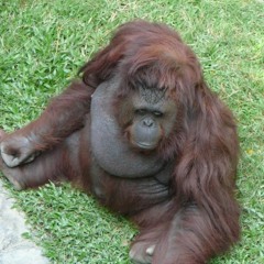 Orangutan Finds a banana and enjoys life.