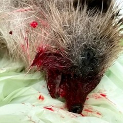The Hedgehog Blues - 08:01:2024, 14.48