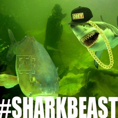 #SHARK#BEAST