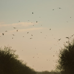 Birds