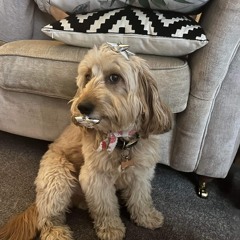 ##bleed w/ crusey + gicc