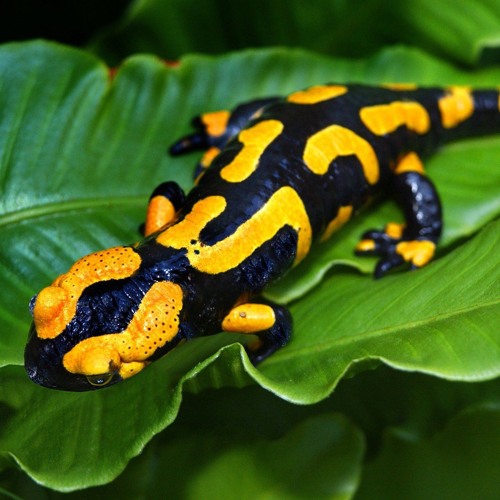 Taking down any Fire