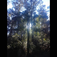 2023.09.23 Superb Lyrebird Being Itself. Dawn. Huon Valley. Early Spring.