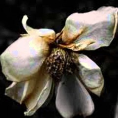 Faded Flowers