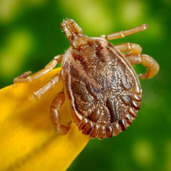 Garrapta Hpta (Ectoparasito)