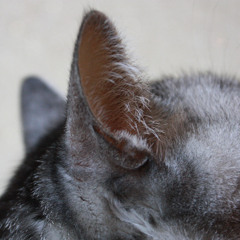 Águas de março (João's Wind)