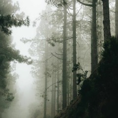 Night in the woods Sound to Sleep / Forest Night