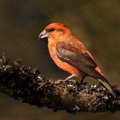 The Impact of Forest Fires on Common Crossbill Habitats