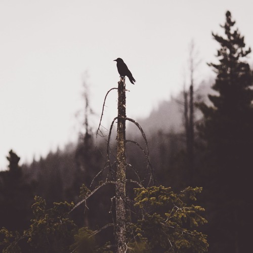 Folge 33: Maggie Stiefvater - Wen der Rabe ruft