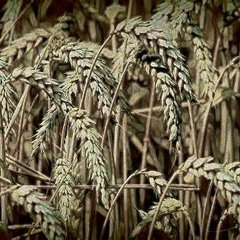 Harvest Festival