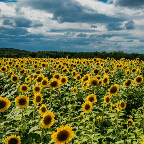 Stream Everything Is Illuminated Sunflower Scene Film Score by Evan McDoniels Listen online