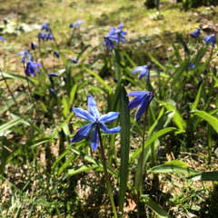 Cloudless Sulphur (instrumental)