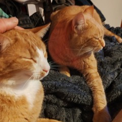 Stopp/O.f.B.s. (liverec) Homeproduction