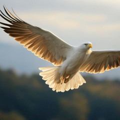 Lot nad orlim gniazdem