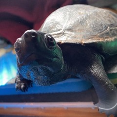 Fifty Seconds Of Drumlogue