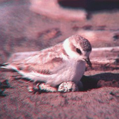 Nosebird