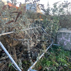 The Last Rose Of Summer (2020)