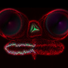 TyzzoDaGreat - Maybe Somewhere (@LilacBeats)