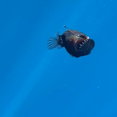 WORK BITCH (CUT 03-08-2026)