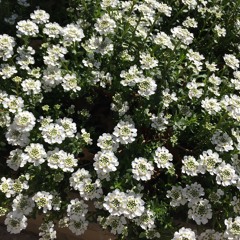 Rise up, my love 일어나 나의 사랑 내 어여쁜 자 | 🎤🎸 K | 感謝主! | Translation by Zion (’22. 2. 24)