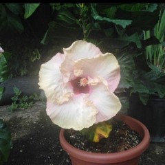 Spiritual Flower- J&D