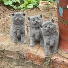 KIẾP VE SẦU REMIX ✈️ Ngày Chia Tay Anh Một Đời Rêu Phong Duc Duy x Nguyen Long