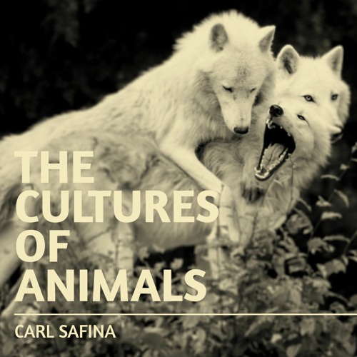 #302 | The Cultures Of Animals w/ Carl Safina