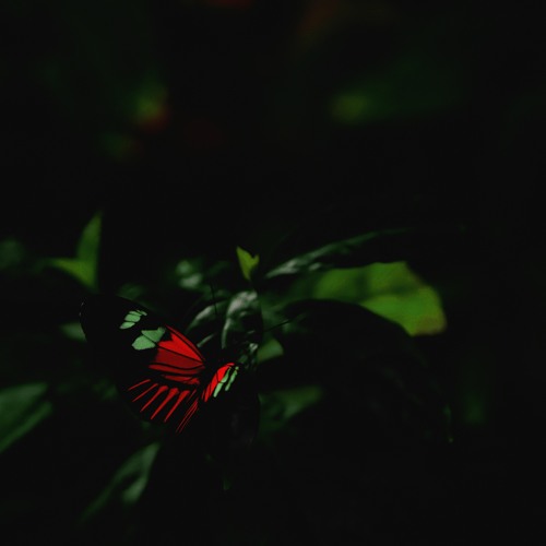 Deyari Evergreen - Forest Child