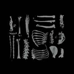 bones valerieblud